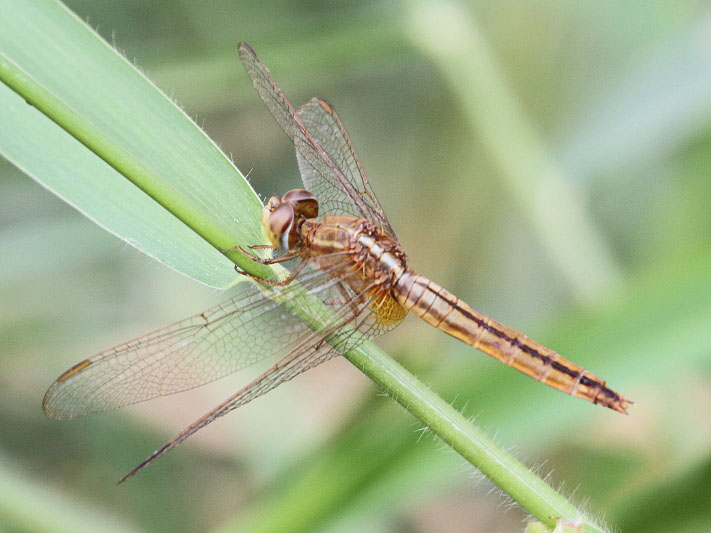 J01_1826 Crocothemis servilia female.JPG